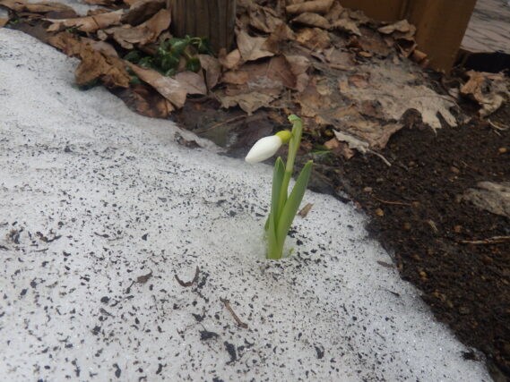 花壇から顔を出しているスノードロップの画像