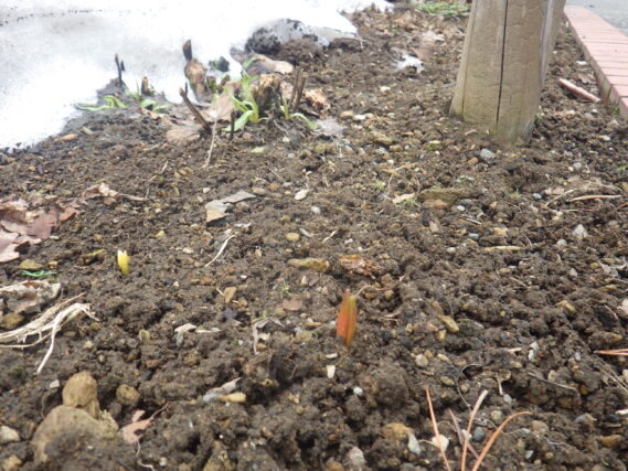 花壇から出てきた球根の芽
