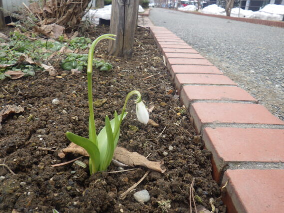 「3月も後半小さな春の訪れ」の画像