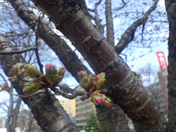 エゾヤマザクラのつぼみ