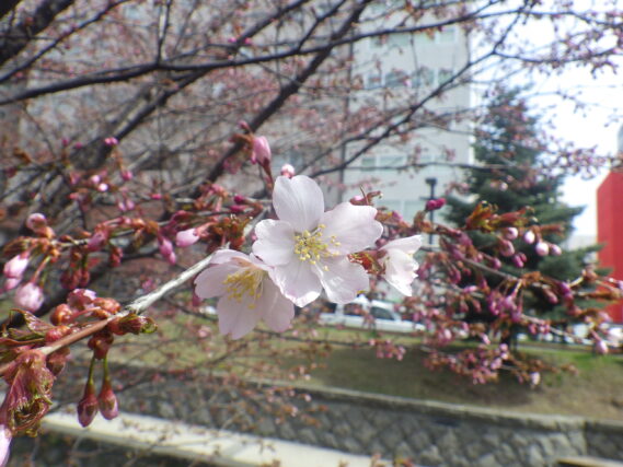 南2条のチシマザクラが咲いている様子