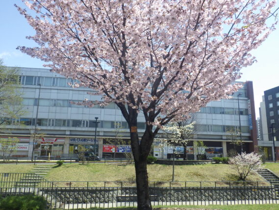 樹名板が取り付けられたエゾヤマザクラ