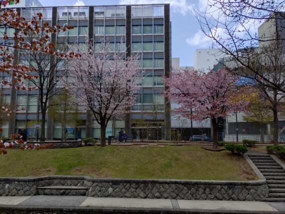 南1条西側のエゾヤマザクラ