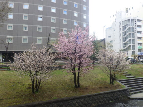 南4条東側のチシマザクラ