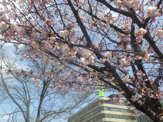 北１条のエゾヤマザクラが咲いている様子