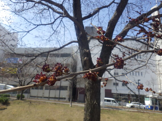 ハルニレの花が咲いている様子
