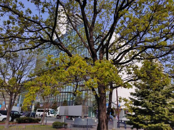 花が咲いているイタヤカエデ