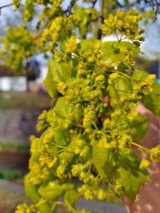 イタヤカエデの花