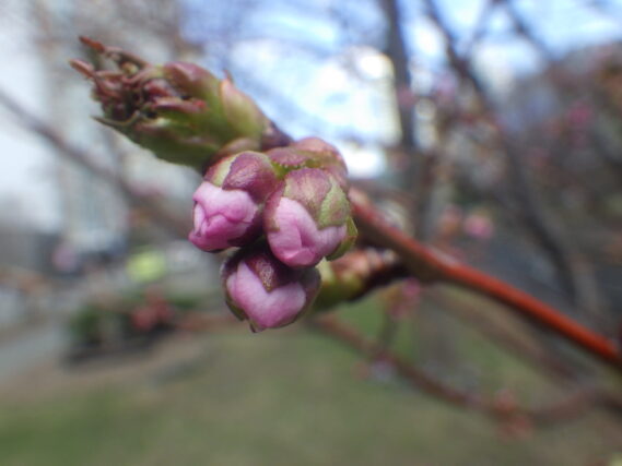 チシマザクラのつぼみがピンク色に膨らんでいる様子