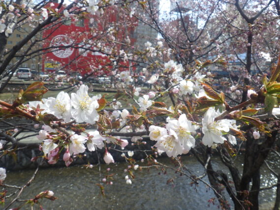 南２条のチシマザクラが咲いている様子