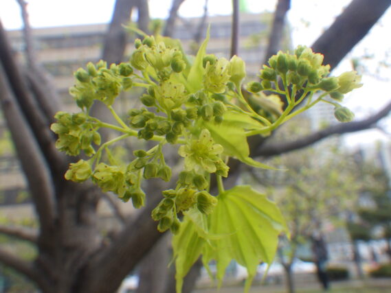 イタヤカエデの花