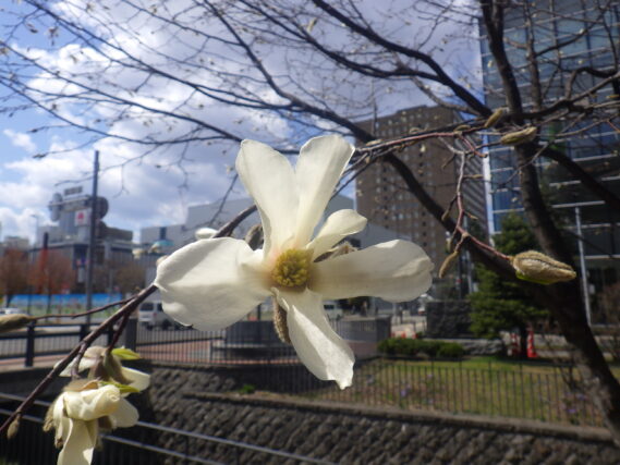 キタコブシの花