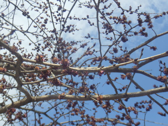 ハルニレの花が咲いている様子