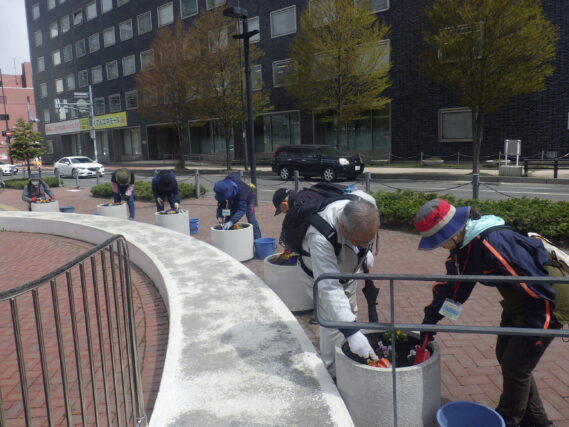 まんなか広場のコンテナプランターのお手入れをする花くらぶ