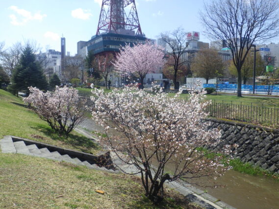 北1条のチシマザクラとエゾヤマザクラ