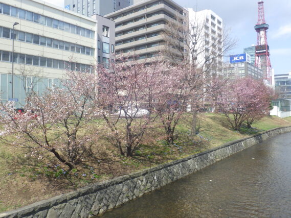 南２条西側の川沿いに植えられているチシマザクラの様子