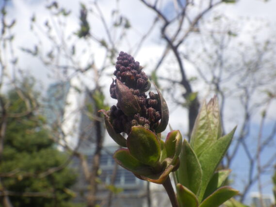 ライラックエスタースティリーのつぼみ