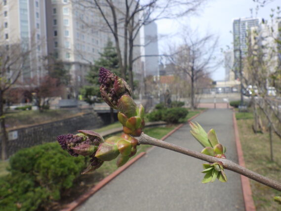 ライラックエスタースティリーのつぼみが膨らんでいる様子