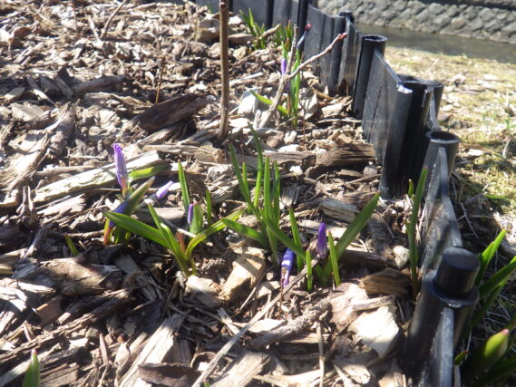 ライラックの株元のチオノドクサのつぼみ
