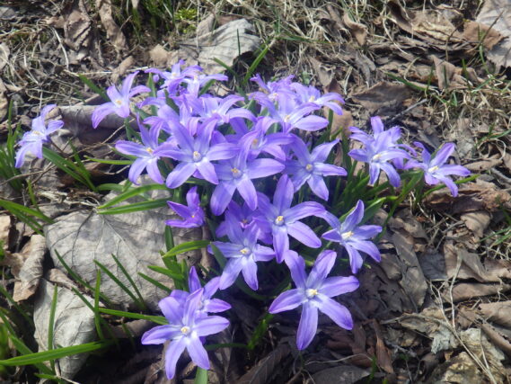 芝生斜面でチオノドクサが咲いている様子