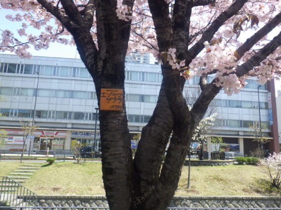 エゾヤマザクラの樹名板