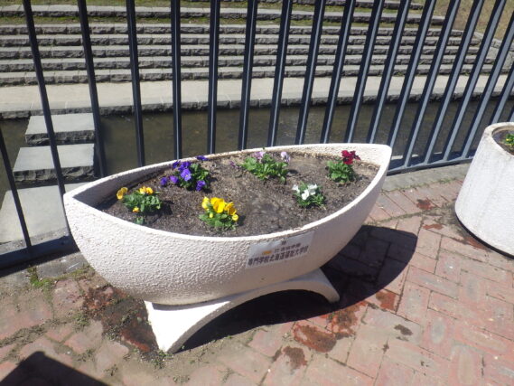 ビオラが植えられた狸二条広場のコンテナ