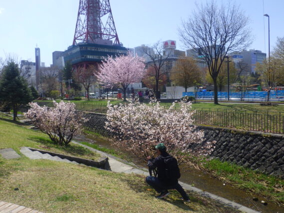 樹名板を取り付ける植物ボランティア