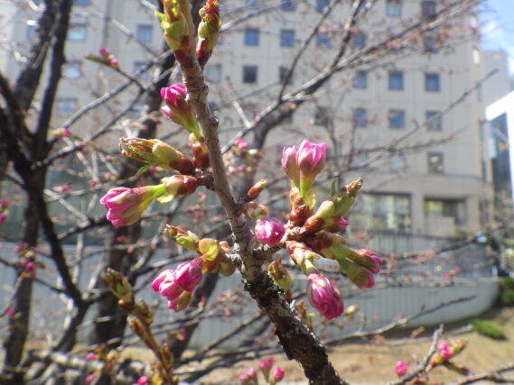 チシマザクラのつぼみがピンク色に膨らんでいる様子