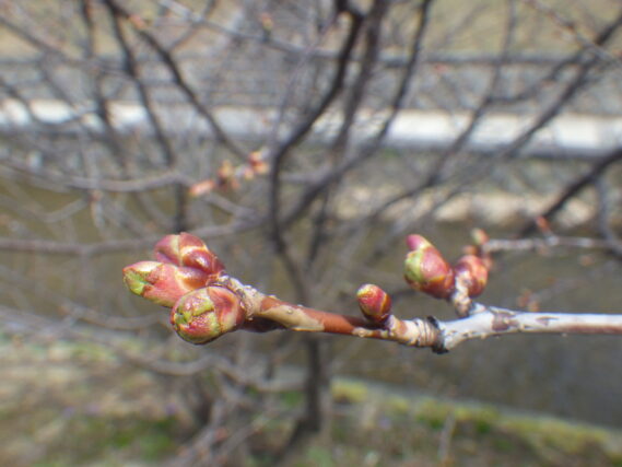 チシマザクラの芽