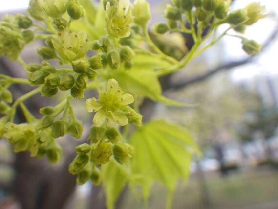 イタヤカエデの花