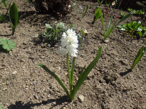 花壇で咲くプスキニアの花