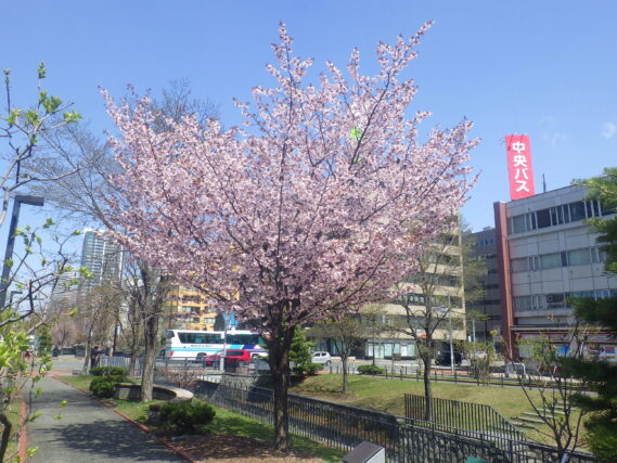 北1条西側のエゾヤマザクラ