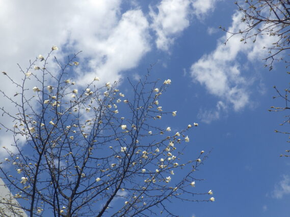 キタコブシの花が咲いている様子