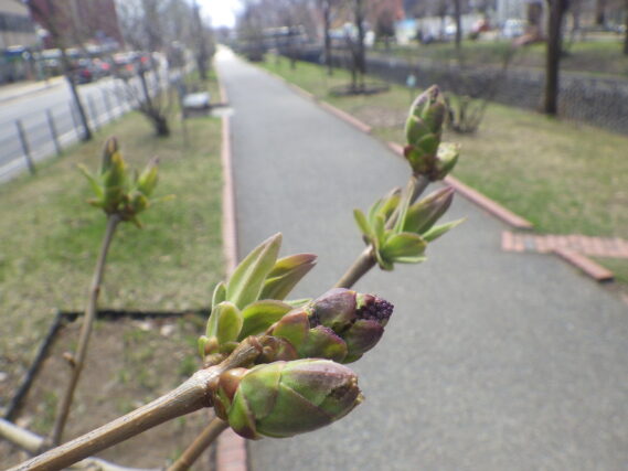 ライラックラムフォンホルステンシュタインのつぼみが膨らんでいる様子