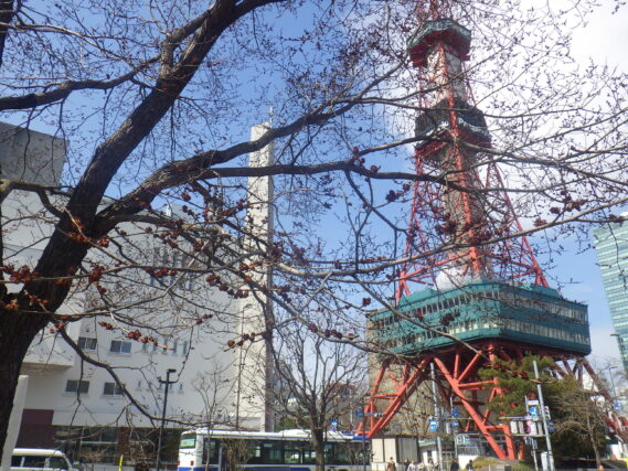 ハルニレの花とテレビ塔