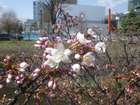 北１条のチシマザクラが咲いている様子