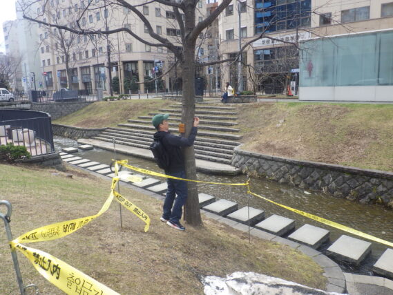 南3条のイタヤカエデに樹名板を取り付ける植物ボランティア