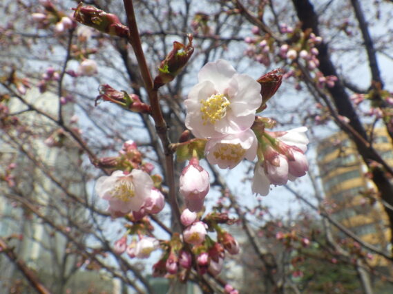 北2条のチシマザクラが咲いている様子