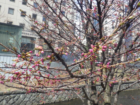 チシマザクラのつぼみがピンク色になってたくさんついている様子