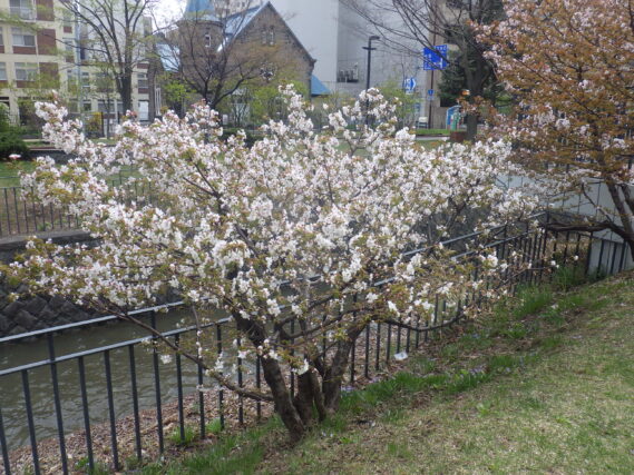 チシマザクラの花が咲いている様子
