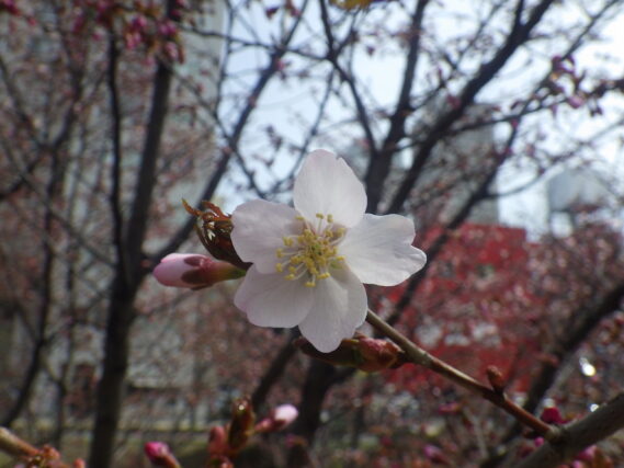 南2条のチシマザクラが咲いている様子