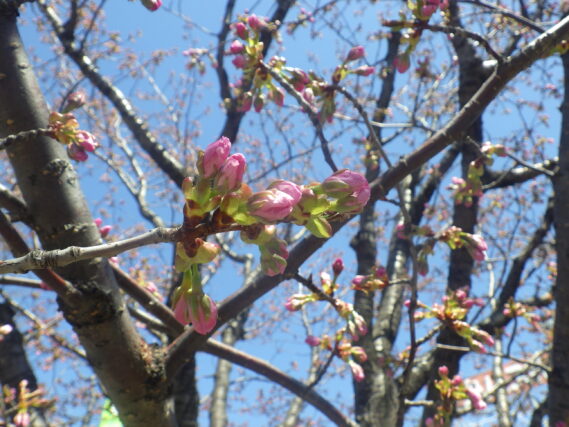 エゾヤマザクラのつぼみ