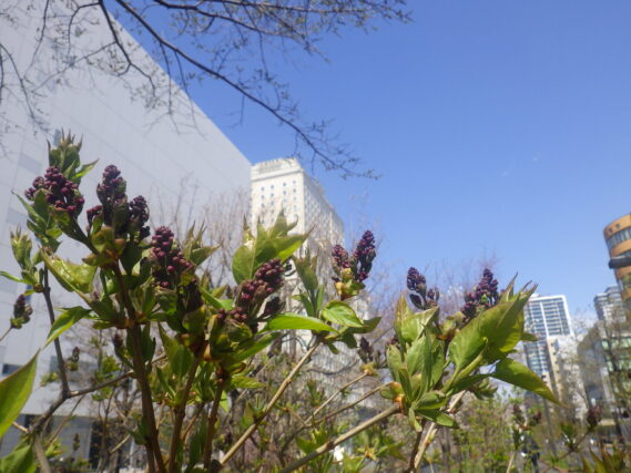 ライラックのアセシッピーのつぼみ