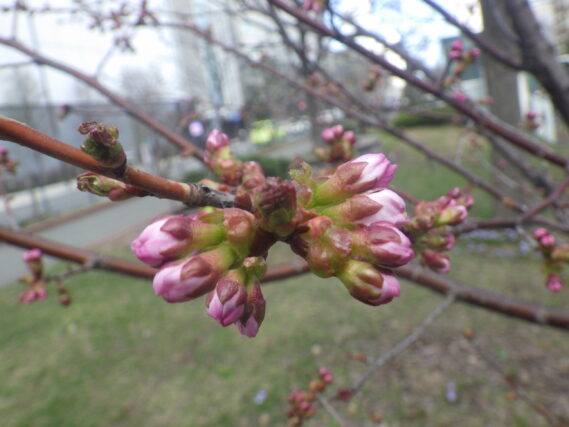 チシマザクラのつぼみがピンク色に膨らんでいる様子