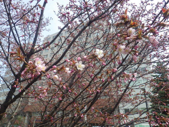 南2条のチシマザクラが咲いている様子