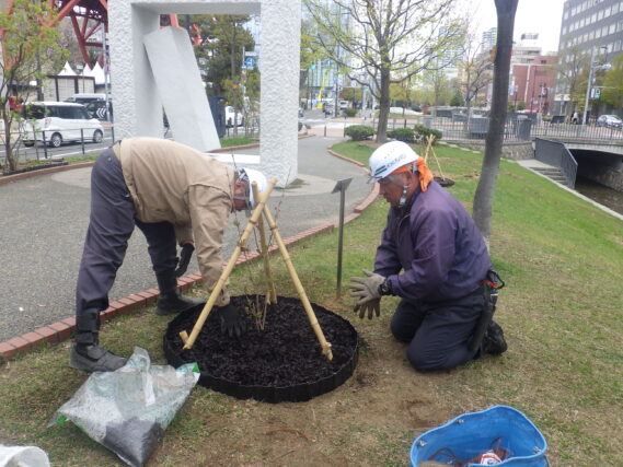 ライラックの植え込みをする業者さん