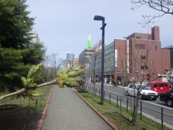 ライラックアセシッピーのつぼみが膨らんでいる様子