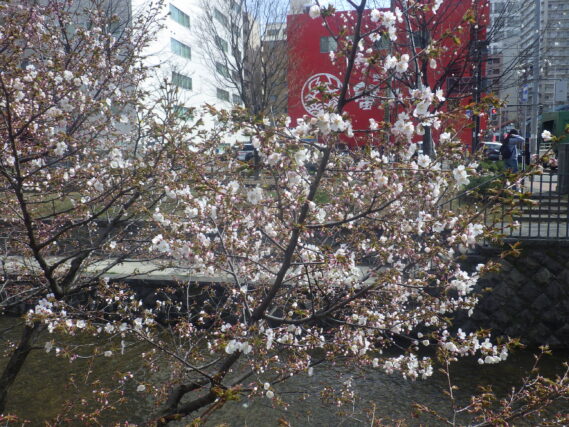 南２条のチシマザクラが咲いている様子