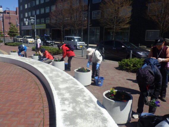 まんなか広場のコンテナにビオラを植え込む花くらぶ