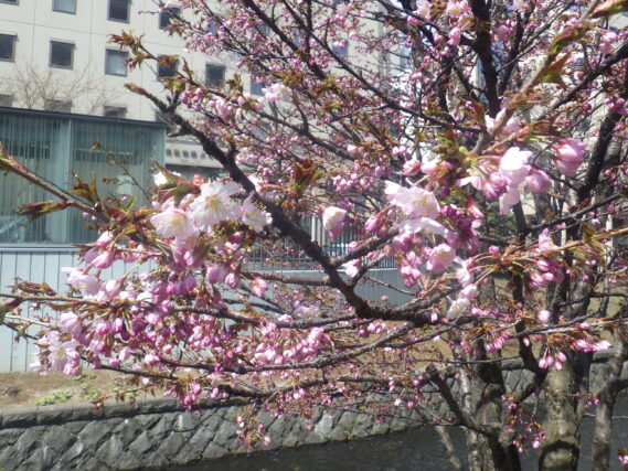 南4条のチシマザクラが咲いている様子